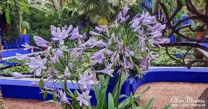 majorelle garden29