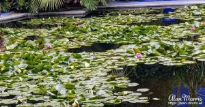 majorelle garden32
