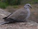 Collared Dove sat on a wall in Malaga.