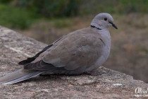 Collared Dove sat on a wall in Malaga.