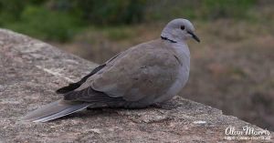 Collared Dove sat on a wall in Malaga.