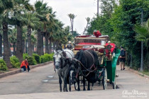 Horses and buggies waiting in line to take tourists on a ride. 