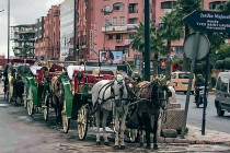 Horses and buggies waiting in line to take tourists on a ride.