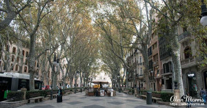 Tree-lined boulevard in Palma Mallorca. Tree-lined boulevard in Palma Mallorca.