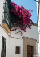 balcony4 balcony4