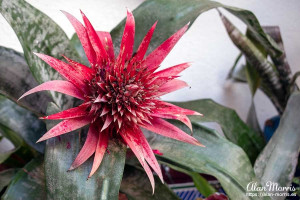 flower1 flower1