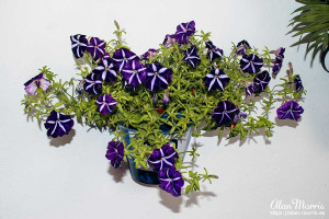 flower3 flower3