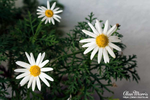 flower4 flower4