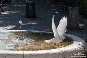 pigeon pigeon
