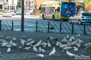 pigeons pigeons