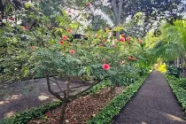 botanical1