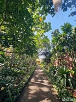 botanical2