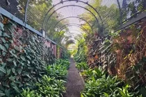 botanical4