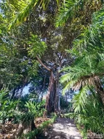 botanical7 botanical7