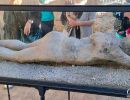 Cast of a body that was burried in ash from Mount Vesuvias at Pompeii.