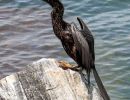 Anhinga bird perched on Rocks at Jetty Park, Cape Canaveral.