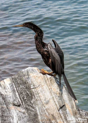 Anhinga bird perched on Rocks at Jetty Park, Cape Canaveral.