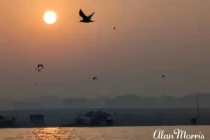 Birds fly across the sun as it rises over the River Ganges.