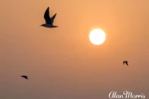 Birds fly across the sun as it rises over the River Ganges.