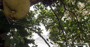 Jackfruit growing in a tree. Jackfruit growing in a tree.