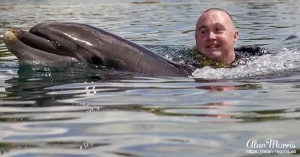 swim dolphin1 swim dolphin1