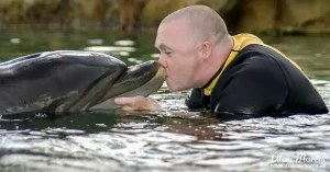 swim dolphin3 swim dolphin3