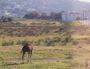 A camel tethered to some rocks.