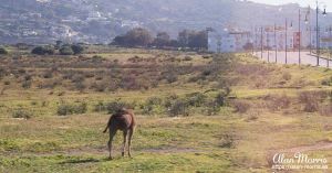 A camel tethered to some rocks.