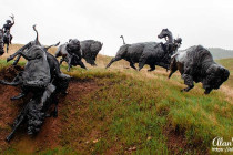 Bronze sculpture showing North American Plains Bison being herded towards a Bison Jump.