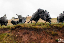 Bronze sculpture showing North American Plains Bison being herded towards a Bison Jump.
