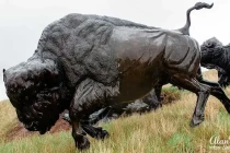 tatanka4