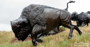 tatanka4