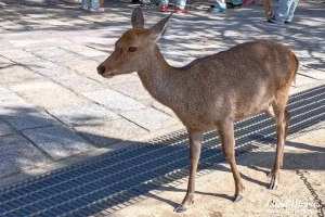 Sika deer outside the Tōdai-ji.
