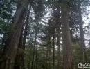 Trees soar toward the sky in the Tongass National Forest