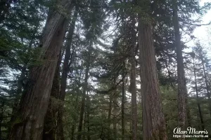 Trees soar toward the sky in the Tongass National Forest