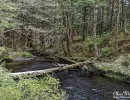 A tree fallen across a stream in the Tongass National Forest.