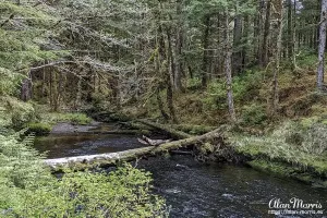 A tree fallen across a stream in the Tongass National Forest.