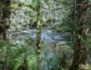 Stream running through the Tongass National Forest.