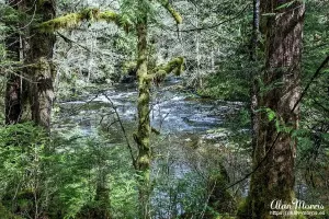 Stream running through the Tongass National Forest.