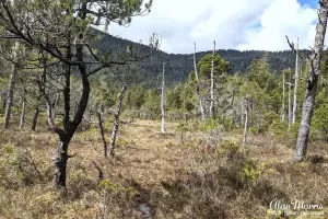 Bear path through Tongass National Forest.