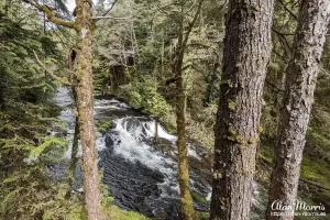 Stream running through Tongass National Forest, Alaska.