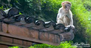 A monkey siting on the roof of a building in the Xiling Gorge. A monkey siting on the roof of a building in the Xiling Gorge.