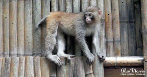A monkey in the Xiling Gorge. A monkey in the Xiling Gorge.