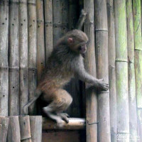 A monkey climbs a building in the Xiling Gorge. A monkey climbs a building in the Xiling Gorge.