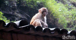 A monkey watching tourists pass him by in the Xiling Gorge. A monkey watching tourists pass him by in the Xiling Gorge.