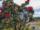 Red flowers on plants near the Steam vents in the Volcano National Park