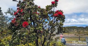 Red flowers on plants near the Steam vents in the Volcano National Park