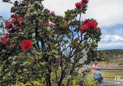 Hilo Photos.