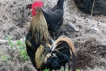 chickens