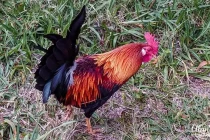 cockerell